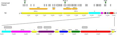 A Multiplex and Colorimetric Reverse Transcription Loop-Mediated Isothermal Amplification Assay for Sensitive and Rapid Detection of Novel SARS-CoV-2